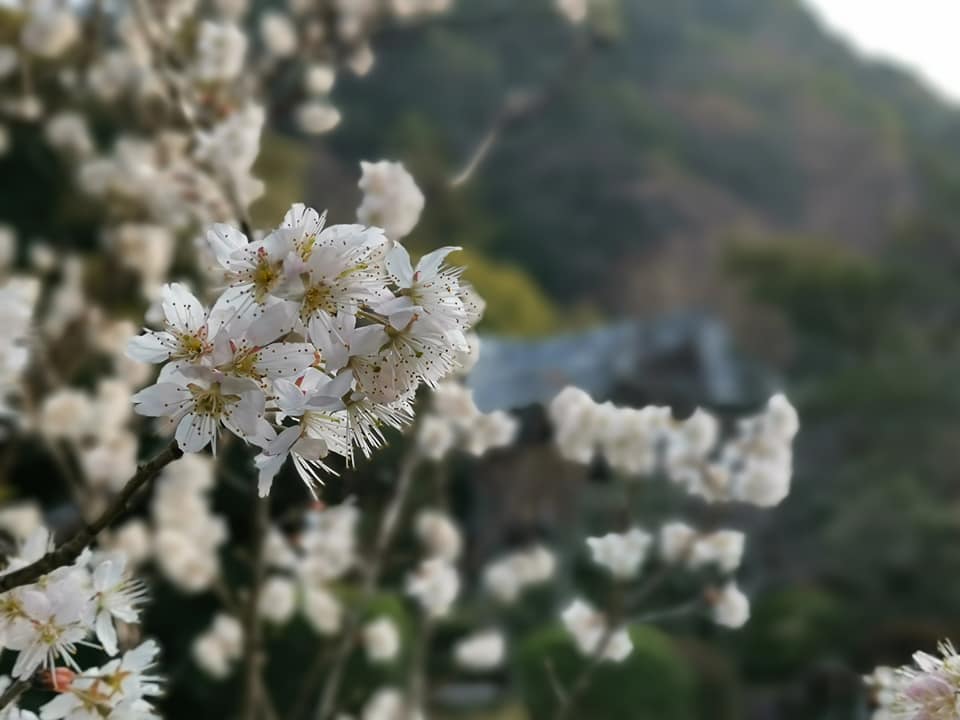 D4: 八幡 | 我嘅初馬, 名古屋女子馬拉松 | 旅遊 露營 跑山 跑步 運動 水上活動 | Hidy Chan | hidychan.com