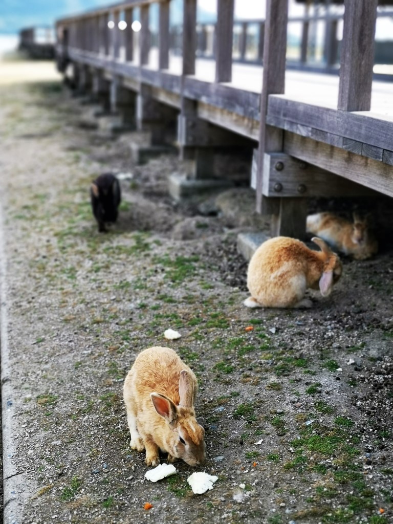 大久野島 | 廣島踩單車露吓營先 | 旅遊 露營 跑山 跑步 運動 水上活動 | Hidy Chan | hidychan.com