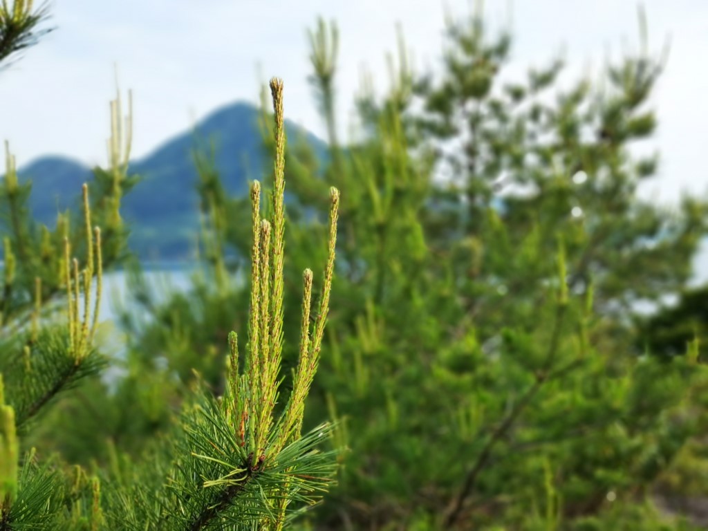 大久野島 | 廣島踩單車露吓營先 | 旅遊 露營 跑山 跑步 運動 水上活動 | Hidy Chan | hidychan.com