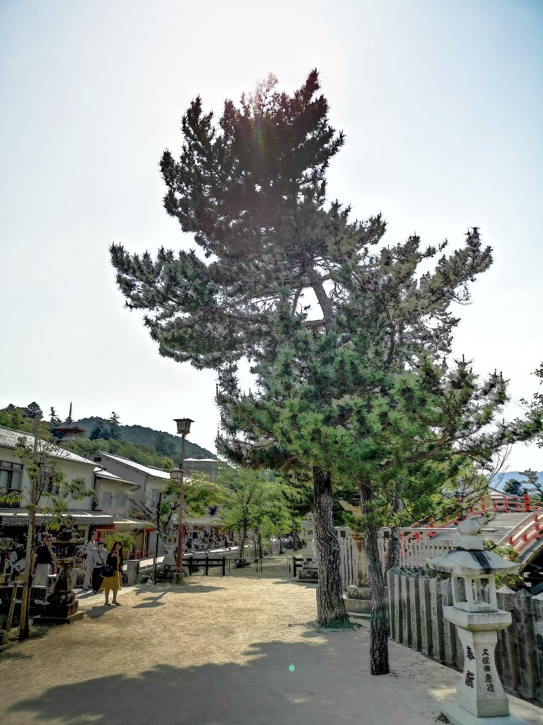 宮島 | 廣島踩單車露吓營先 | 旅遊 露營 跑山 跑步 運動 水上活動 | Hidy Chan | hidychan.com