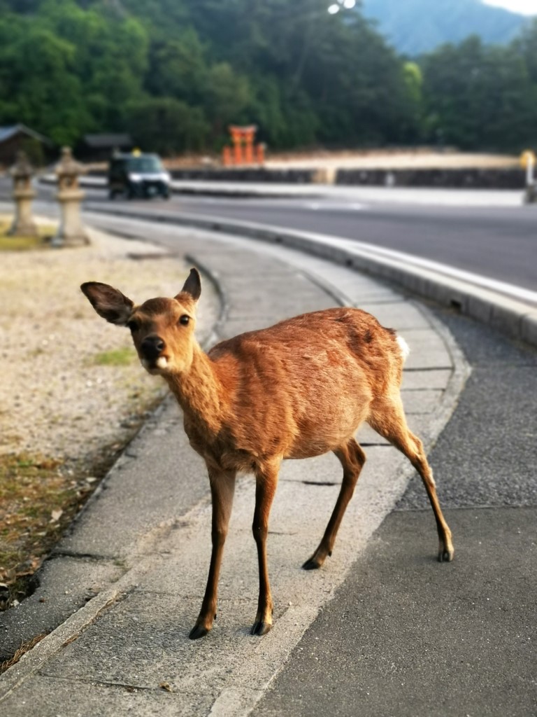 宮島 | 廣島踩單車露吓營先 | 旅遊 露營 跑山 跑步 運動 水上活動 | Hidy Chan | hidychan.com