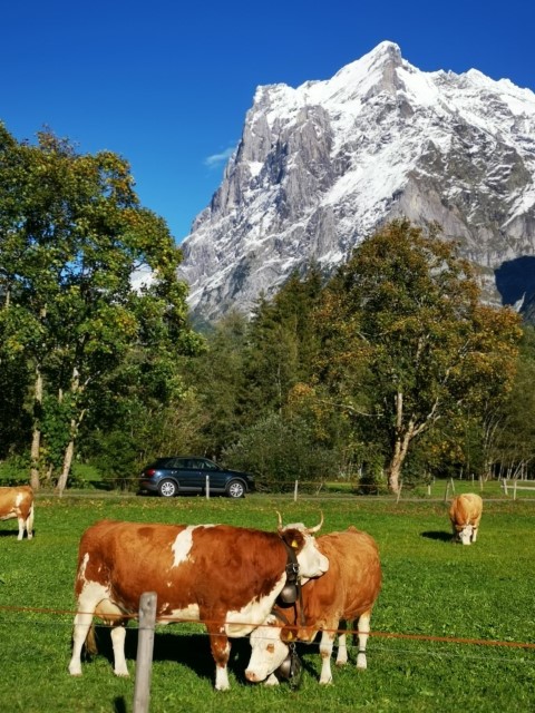 D4: Kleine Scheidegg > Grindelwald | 瑞士好好露 | 旅遊 露營 跑山 跑步 運動 水上活動 | Hidy Chan | hidychan.com