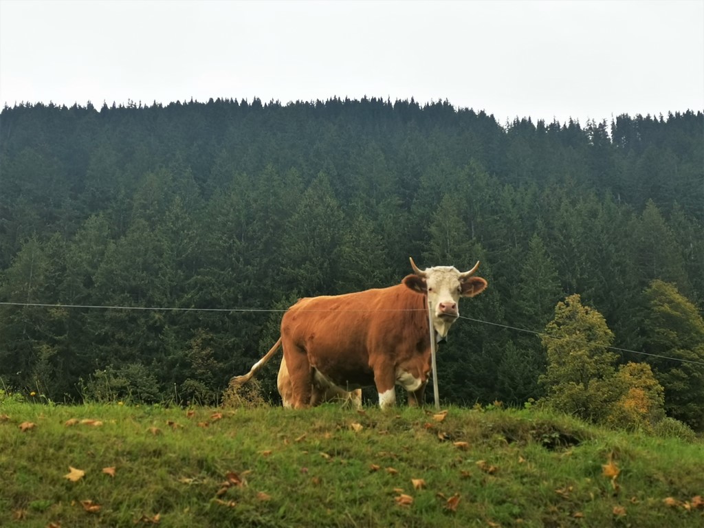 D5: Grindelwald > Bort | 瑞士好好露 | 旅遊 露營 跑山 跑步 運動 水上活動 | Hidy Chan | hidychan.com