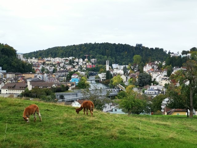 D7: Luzern 2 | 瑞士好好露 | 旅遊 露營 跑山 跑步 運動 水上活動 | Hidy Chan | hidychan.com