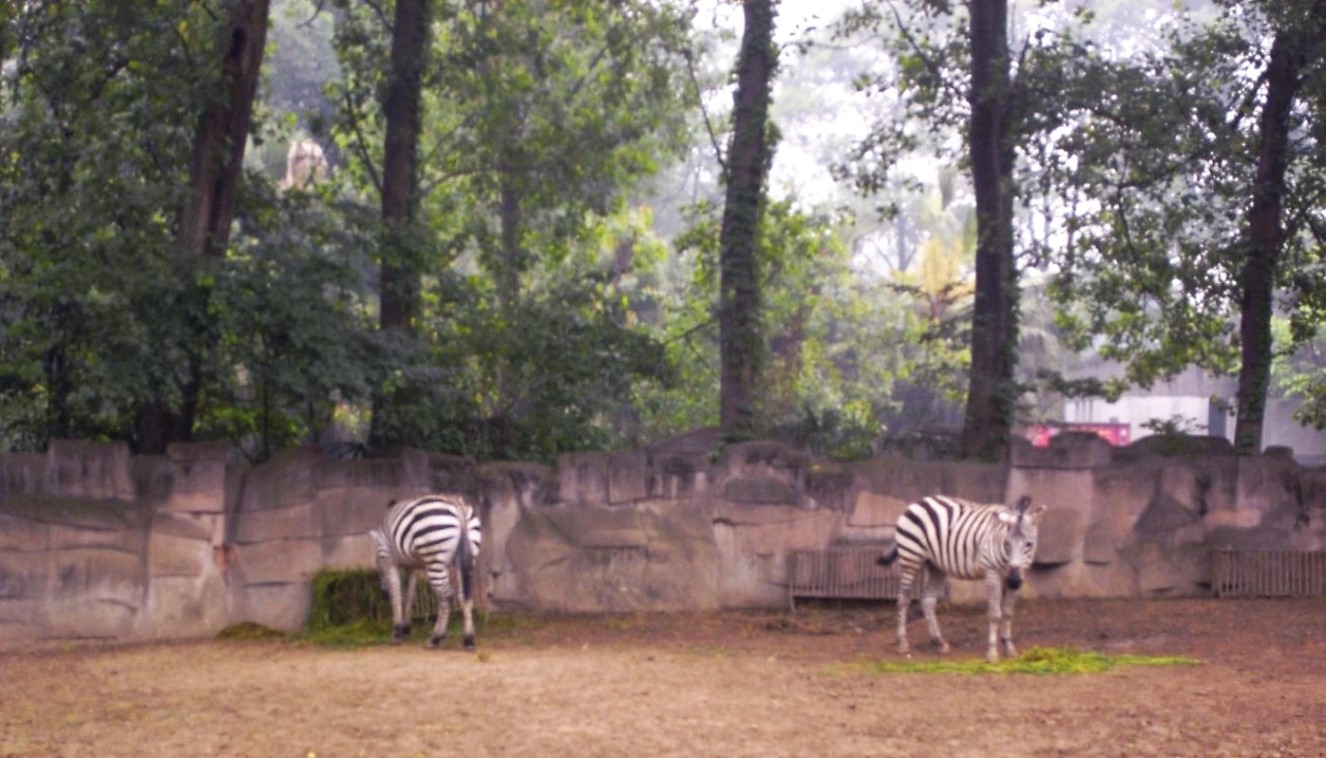 成都動物園 | 西藏之旅 | 旅遊 露營 跑山 跑步 運動 水上活動 | Hidy Chan | hidychan.com