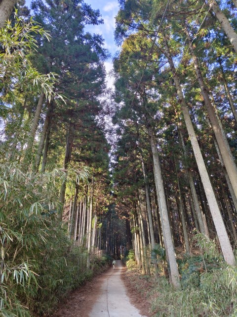 D3: 丹沢山 | 日本赤岳雪山之旅 | 旅遊 露營 跑山 跑步 運動 水上活動 | Hidy Chan | hidychan.com