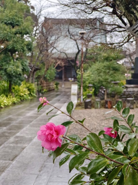 D11: 木更津 > 成田 > 香港 | 日本赤岳雪山之旅 | 旅遊 露營 跑山 跑步 運動 水上活動 | Hidy Chan | hidychan.com