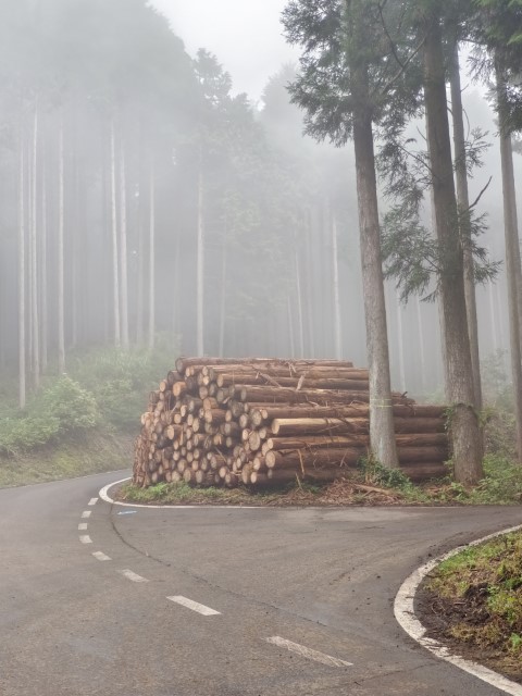 D1: PICA表富士 (進入樹林) | 富士山3776+電單車遊 | 旅遊 露營 跑山 跑步 運動 水上活動 | Hidy Chan | hidychan.com