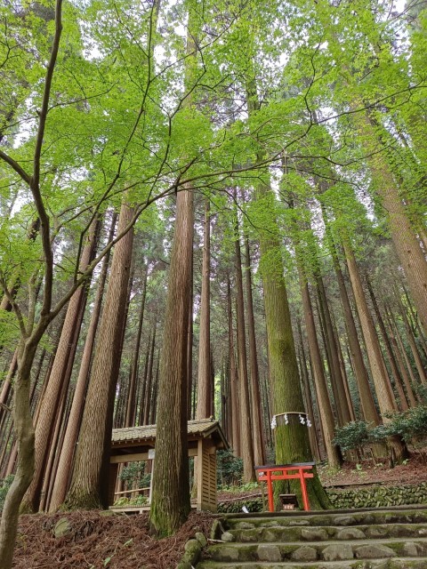 百年杉庭園 | 玩盡日本全九州 | 旅遊 露營 跑山 跑步 運動 水上活動 | Hidy Chan | hidychan.com