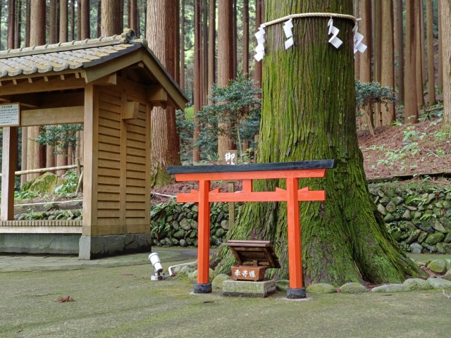 百年杉庭園 | 玩盡日本全九州 | 旅遊 露營 跑山 跑步 運動 水上活動 | Hidy Chan | hidychan.com