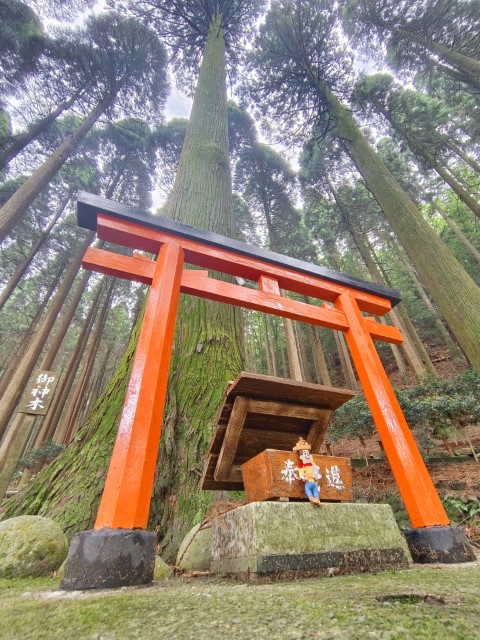 百年杉庭園 | 玩盡日本全九州 | 旅遊 露營 跑山 跑步 運動 水上活動 | Hidy Chan | hidychan.com