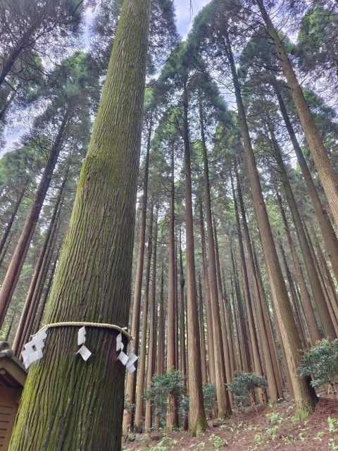 百年杉庭園 | 玩盡日本全九州 | 旅遊 露營 跑山 跑步 運動 水上活動 | Hidy Chan | hidychan.com