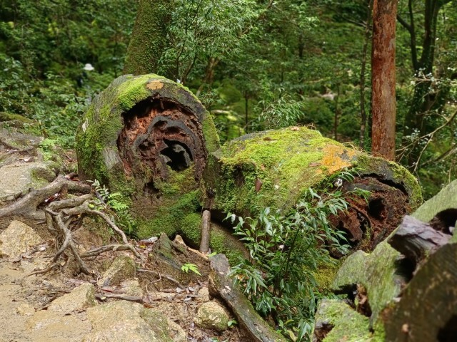 D1: 白谷雲水峡 > 白谷山荘 | 玩盡日本全九州 | 旅遊 露營 跑山 跑步 運動 水上活動 | Hidy Chan | hidychan.com