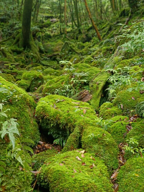 D1: 白谷雲水峡 > 白谷山荘 | 玩盡日本全九州 | 旅遊 露營 跑山 跑步 運動 水上活動 | Hidy Chan | hidychan.com