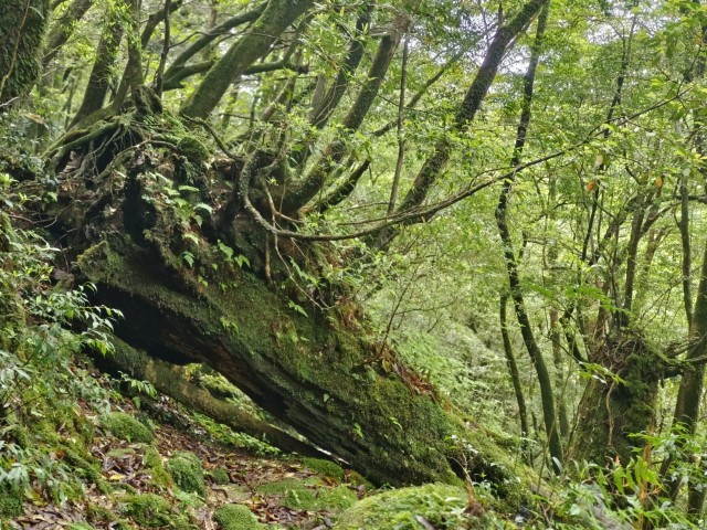 D1: 白谷雲水峡 > 白谷山荘 | 玩盡日本全九州 | 旅遊 露營 跑山 跑步 運動 水上活動 | Hidy Chan | hidychan.com