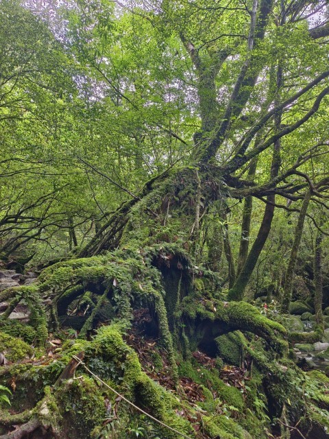 D1: 白谷雲水峡 > 白谷山荘 | 玩盡日本全九州 | 旅遊 露營 跑山 跑步 運動 水上活動 | Hidy Chan | hidychan.com