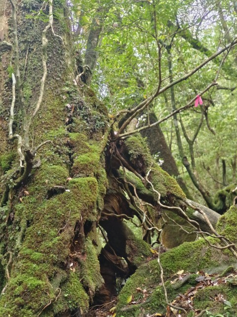 D1: 白谷雲水峡 > 白谷山荘 | 玩盡日本全九州 | 旅遊 露營 跑山 跑步 運動 水上活動 | Hidy Chan | hidychan.com