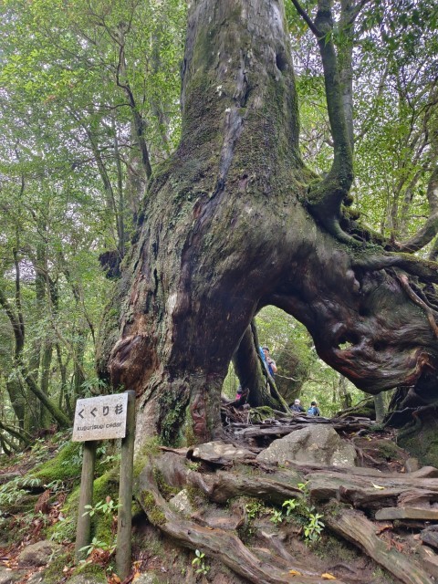 D1: 白谷雲水峡 > 白谷山荘 | 玩盡日本全九州 | 旅遊 露營 跑山 跑步 運動 水上活動 | Hidy Chan | hidychan.com