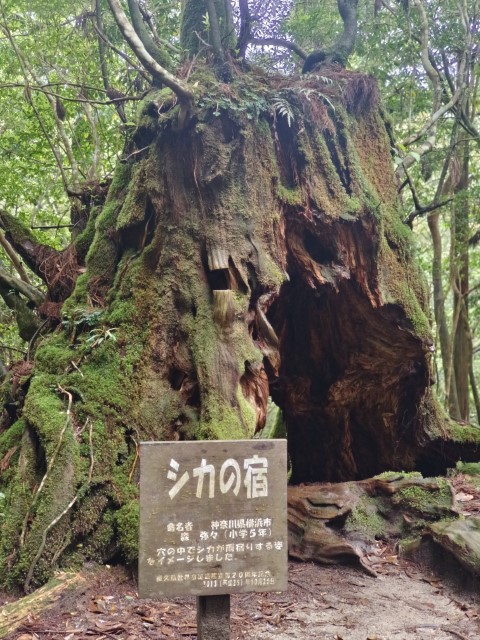 D1: 白谷雲水峡 > 白谷山荘 | 玩盡日本全九州 | 旅遊 露營 跑山 跑步 運動 水上活動 | Hidy Chan | hidychan.com