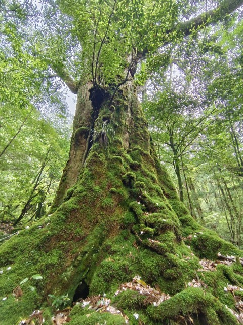 D1: 白谷山荘 > 太鼓岩 | 玩盡日本全九州 | 旅遊 露營 跑山 跑步 運動 水上活動 | Hidy Chan | hidychan.com