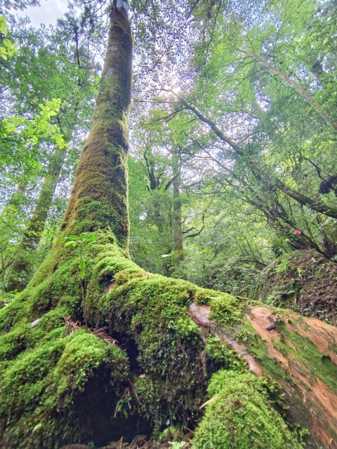 D1: 白谷山荘 > 太鼓岩 | 玩盡日本全九州 | 旅遊 露營 跑山 跑步 運動 水上活動 | Hidy Chan | hidychan.com