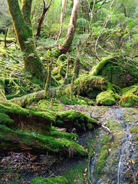 D1: 白谷山荘 > 太鼓岩 | 玩盡日本全九州 | 旅遊 露營 跑山 跑步 運動 水上活動 | Hidy Chan | hidychan.com