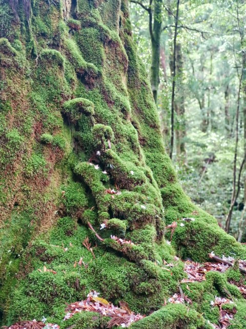 D1: 白谷山荘 > 太鼓岩 | 玩盡日本全九州 | 旅遊 露營 跑山 跑步 運動 水上活動 | Hidy Chan | hidychan.com