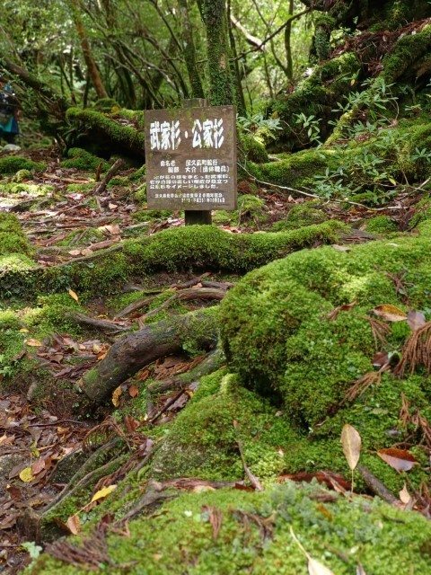 D1: 白谷山荘 > 太鼓岩 | 玩盡日本全九州 | 旅遊 露營 跑山 跑步 運動 水上活動 | Hidy Chan | hidychan.com