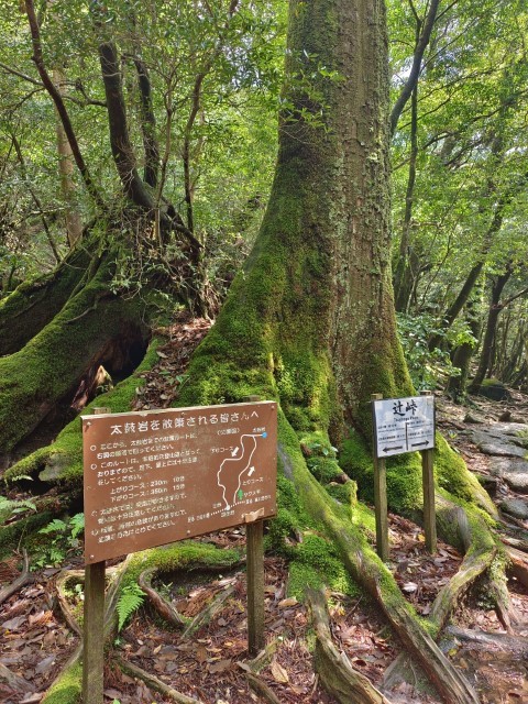 D1: 白谷山荘 > 太鼓岩 | 玩盡日本全九州 | 旅遊 露營 跑山 跑步 運動 水上活動 | Hidy Chan | hidychan.com