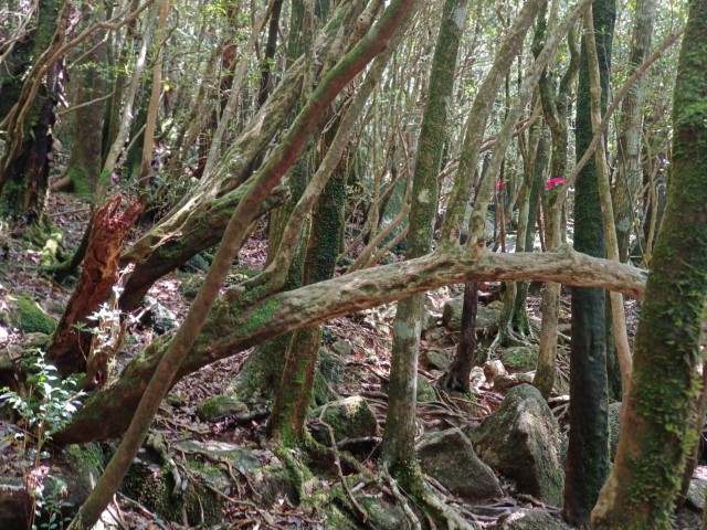 D1: 白谷山荘 > 太鼓岩 | 玩盡日本全九州 | 旅遊 露營 跑山 跑步 運動 水上活動 | Hidy Chan | hidychan.com