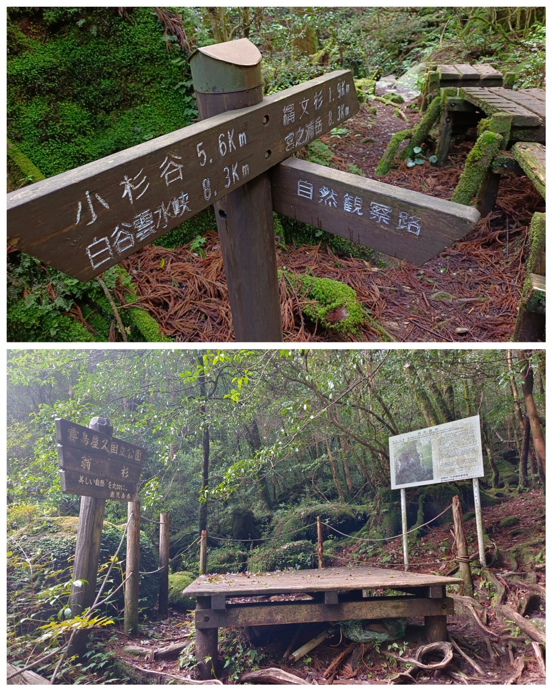 D1: 太鼓岩 > 高塚小屋 | 玩盡日本全九州 | 旅遊 露營 跑山 跑步 運動 水上活動 | Hidy Chan | hidychan.com