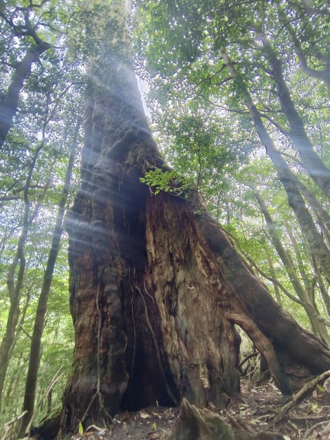 D1: 太鼓岩 > 高塚小屋 | 玩盡日本全九州 | 旅遊 露營 跑山 跑步 運動 水上活動 | Hidy Chan | hidychan.com