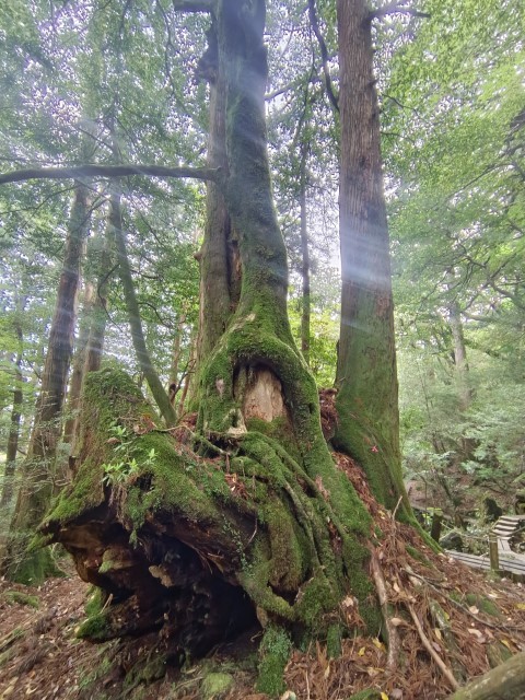 D1: 太鼓岩 > 高塚小屋 | 玩盡日本全九州 | 旅遊 露營 跑山 跑步 運動 水上活動 | Hidy Chan | hidychan.com