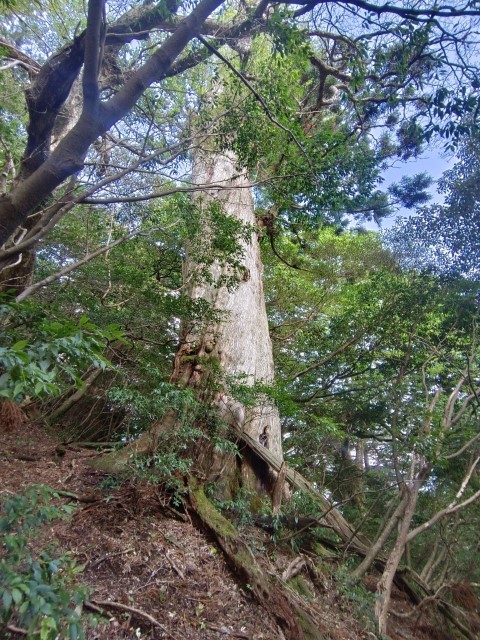 D1: 太鼓岩 > 高塚小屋 | 玩盡日本全九州 | 旅遊 露營 跑山 跑步 運動 水上活動 | Hidy Chan | hidychan.com