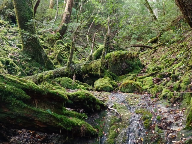 D1: 太鼓岩 > 高塚小屋 | 玩盡日本全九州 | 旅遊 露營 跑山 跑步 運動 水上活動 | Hidy Chan | hidychan.com