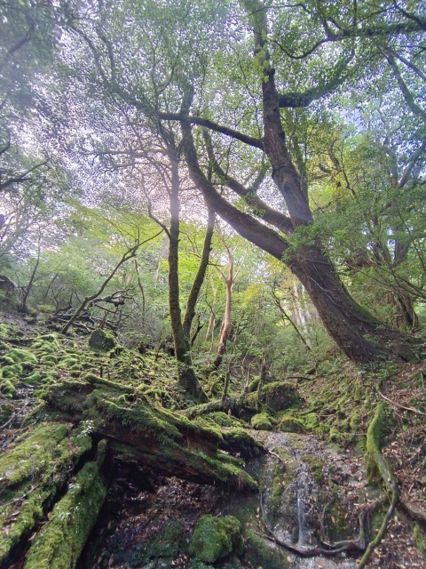 D1: 太鼓岩 > 高塚小屋 | 玩盡日本全九州 | 旅遊 露營 跑山 跑步 運動 水上活動 | Hidy Chan | hidychan.com