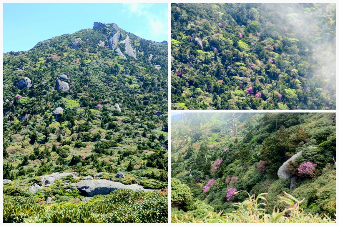 D2: 宮之浦岳 > 花之江河 | 玩盡日本全九州 | 旅遊 露營 跑山 跑步 運動 水上活動 | Hidy Chan | hidychan.com