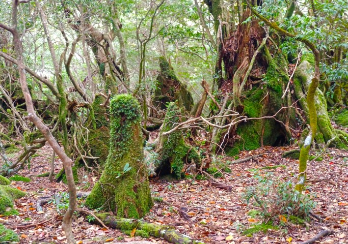 D2: 花之江河 > 淀川避難小屋 | 玩盡日本全九州 | 旅遊 露營 跑山 跑步 運動 水上活動 | Hidy Chan | hidychan.com