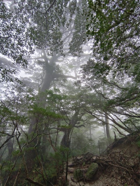 D3: 淀川避難小屋 > 淀川登山口 | 玩盡日本全九州 | 旅遊 露營 跑山 跑步 運動 水上活動 | Hidy Chan | hidychan.com