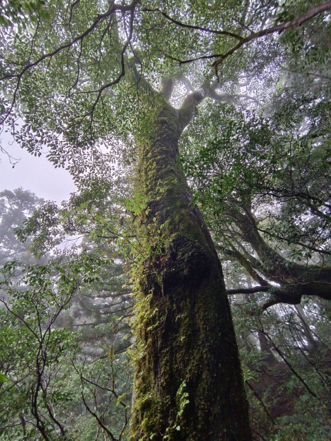 D3: 淀川避難小屋 > 淀川登山口 | 玩盡日本全九州 | 旅遊 露營 跑山 跑步 運動 水上活動 | Hidy Chan | hidychan.com