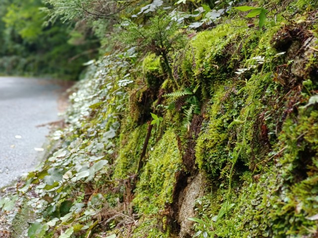 D3: 淀川避難小屋 > 淀川登山口 | 玩盡日本全九州 | 旅遊 露營 跑山 跑步 運動 水上活動 | Hidy Chan | hidychan.com