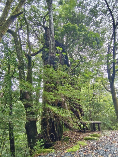 D3: 淀川避難小屋 > 淀川登山口 | 玩盡日本全九州 | 旅遊 露營 跑山 跑步 運動 水上活動 | Hidy Chan | hidychan.com