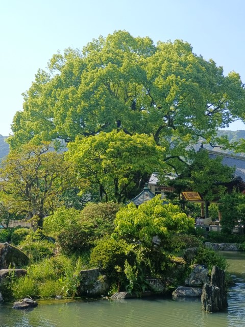 太宰府 | 玩盡日本全九州 | 旅遊 露營 跑山 跑步 運動 水上活動 | Hidy Chan | hidychan.com