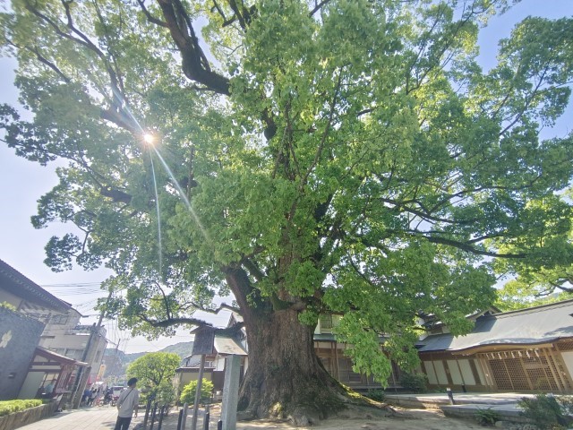 太宰府 | 玩盡日本全九州 | 旅遊 露營 跑山 跑步 運動 水上活動 | Hidy Chan | hidychan.com