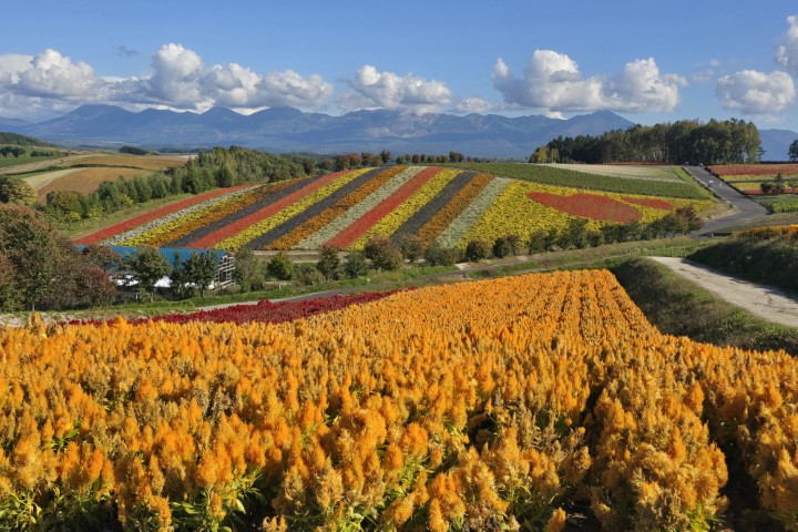 介紹 | 有一種增肥叫北海道 | hidychan.com