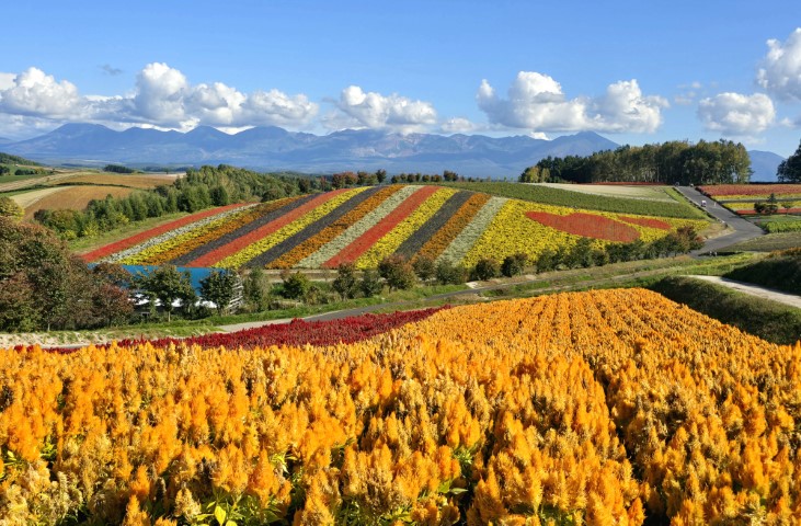 富良野 | 有一種增肥叫北海道 | hidychan.com