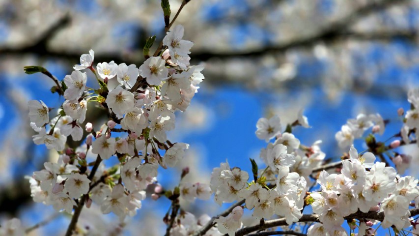 富山市 | 五條蛋散自駕名古屋立山 | hidychan.com