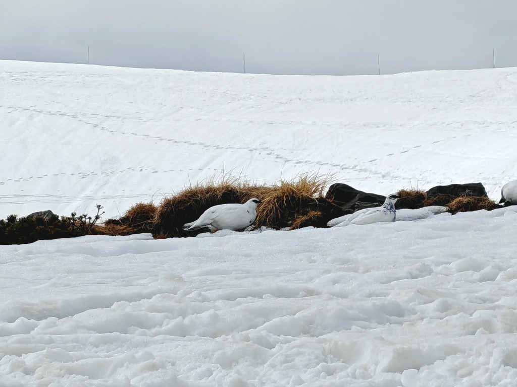 登山 | 五條蛋散自駕名古屋立山 | hidychan.com