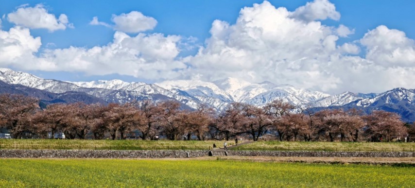 春の四重奏 | 五條蛋散自駕名古屋立山 | hidychan.com