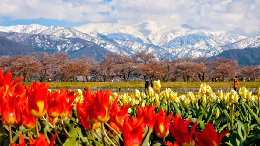 春の四重奏 | 五條蛋散自駕名古屋立山 | hidychan.com